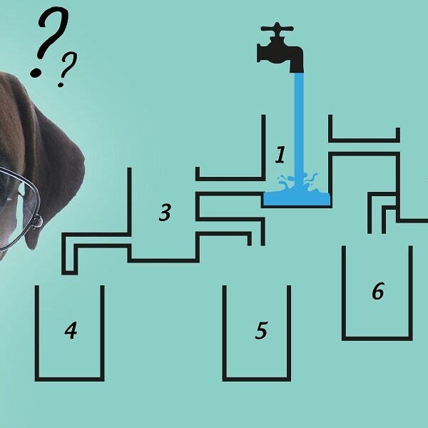 Test your brainteaser skills! Can your high IQ solve this canine water challenge in 4 seconds max?