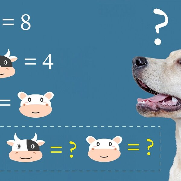 Test your IQ with this crack the code animal brain teaser: solve the equation in 8 seconds!