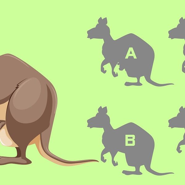 Can you spot the find the correct kangaroo shadow brain teaser challenge? Test your mental ability in less than 5 seconds!