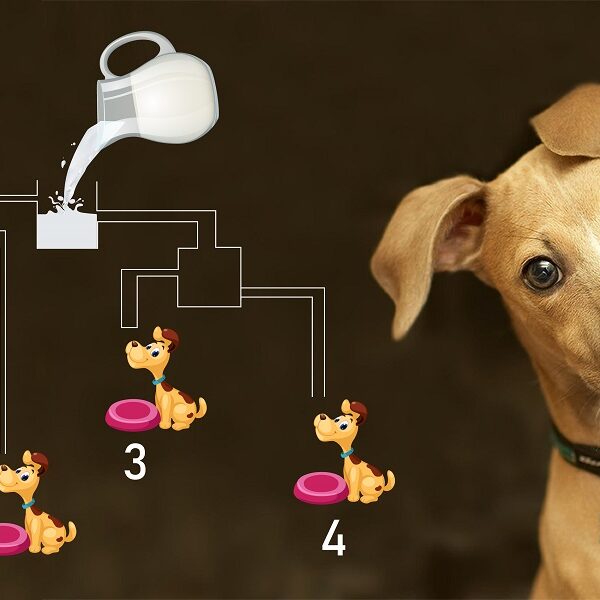 Test your brain teaser skills with this canine-filled milk challenge: prove your genius IQ and work out which puppy’s bowl will fill first! You have 5 seconds!