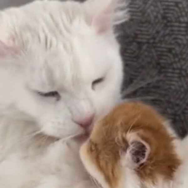 Heartwarming video goes viral: A 19-Pound Maine Coon Cat Meets a Tiny Persian Kitten