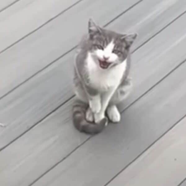 Adoreable rescue story: mother cat leads woman to her 5 barn kittens