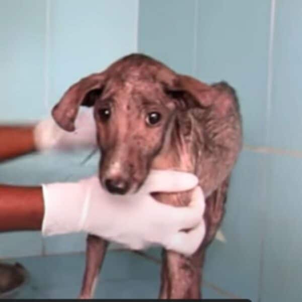 A tale of hope: a puppy’s incredible transformation after a heartwarming rescue