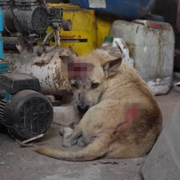 Join the fight to save pups like Kaolad: read his heartbreaking tale of terrible cruelty