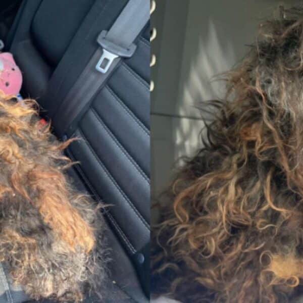 Abandoned dog’s miraculous transformation: from matted mess to a new life