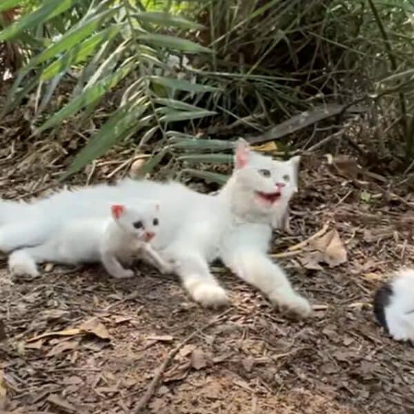 Epic struggle for survival: a mother cat and her helpless kitten in dire need of rescue