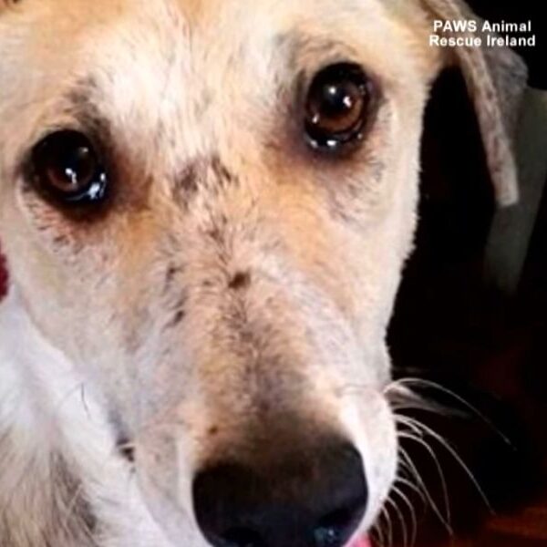 Heartbreaking journey of a malnourished street dog finding love and care in an unexpected rescue mission