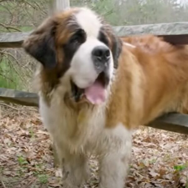 Heartrending journey of cosmo: from an abandoned Saint Bernard to a beacon of hope, a testament to love and rescue’s transformative power