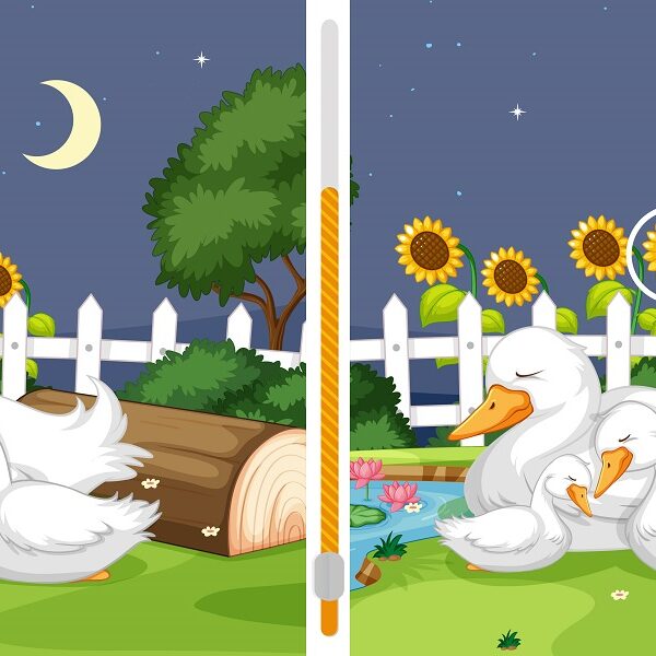 Can you spot the difference challenge: find 3 differences in two almost identical images of geese in 7 seconds or less!