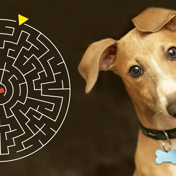 Test your brain power with this tricky animal maze brain teaser – see if you can solve it in 5 seconds, genius!