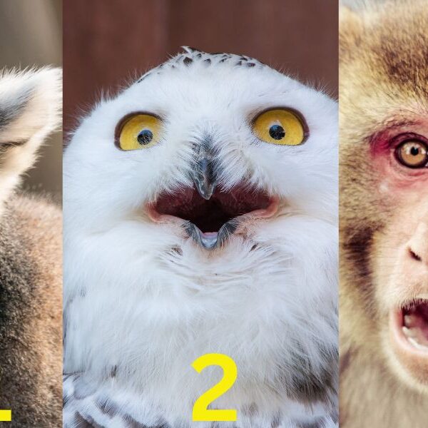 Personality test: shock yourself with 3 animals in the image to discover your ability to handle the unexpected!