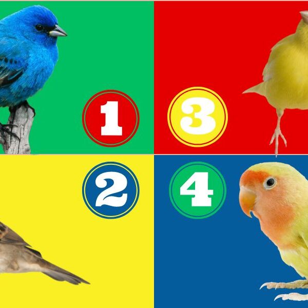 Unlock your problem-solving style: take this fun bird-themed personality test!