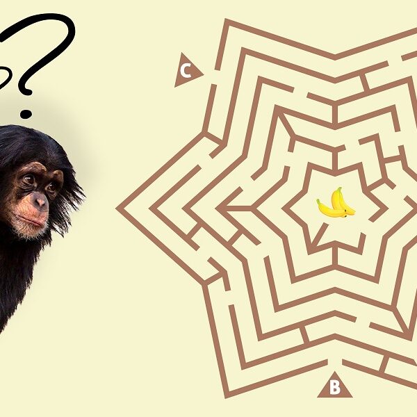 Test your brainiac skills! Can you solve this animal maze brain teaser in 5 seconds flat?