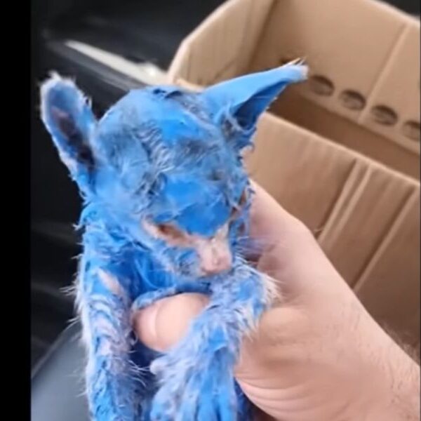 The heartbreaking tale of a little blue kitten: the heartrending odyssey of a tiny kitten saved from unspeakable cruelty