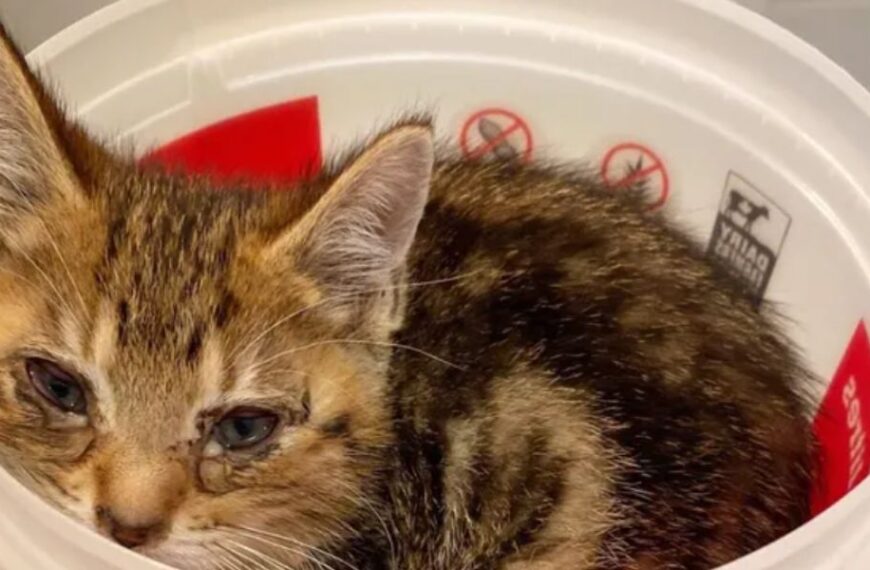 Orphaned kitten’s harrowing journey: a poignant tale of survival, human kindness, and hope in the face of danger