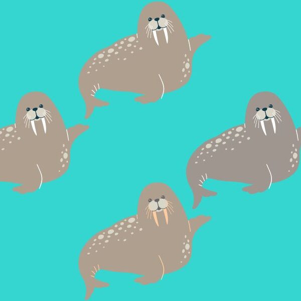 Can you beat the 4% challenge? Find the identical pair of walruses in under 6 seconds – brain teaser!