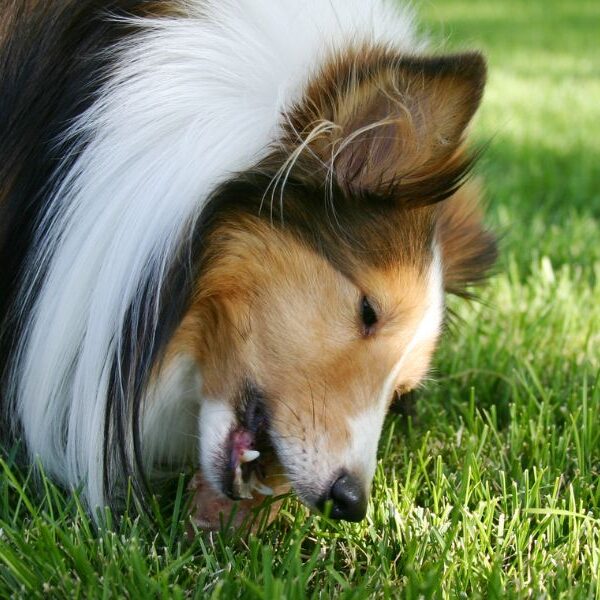 Why does my dog eat grass?