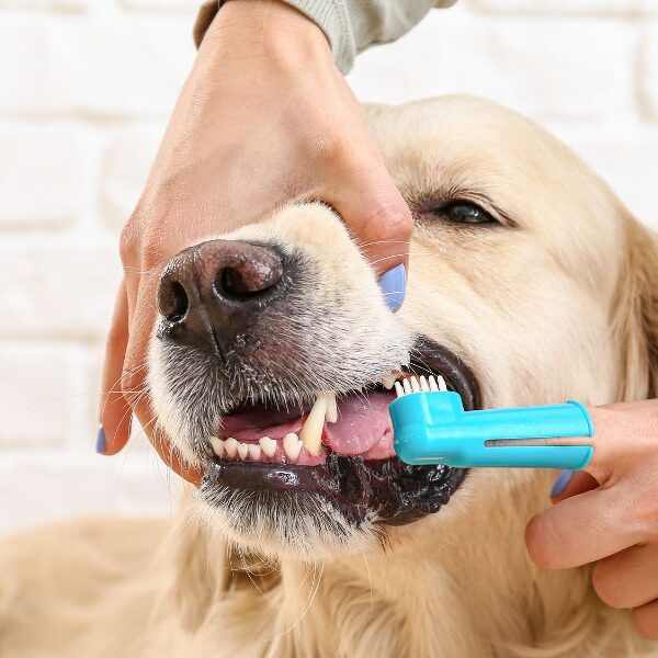 How to care for your dog’s teeth to prevent tartar build-up?