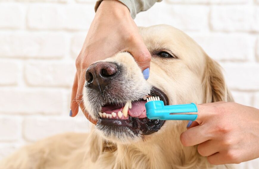 How to care for your dog’s teeth to prevent tartar build-up?